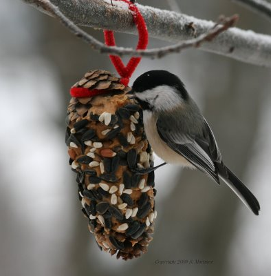 Image of pinecone feeder
