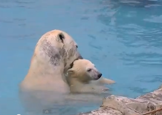 Grade ONEderful: Link to Polar Bear YouTube video