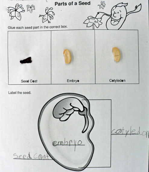 www.gradeonederful.com Dissecting and observing a bean embryo