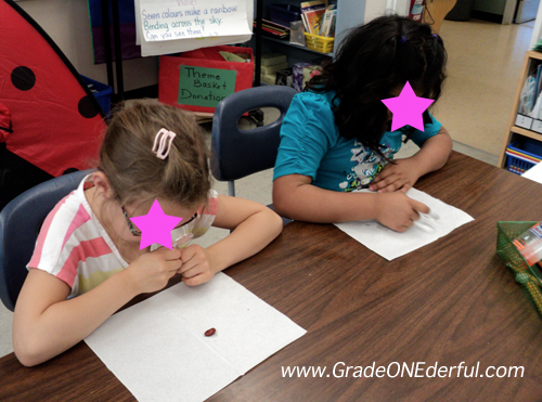 www.gradeonederful.com Dissecting and observing a bean embryo