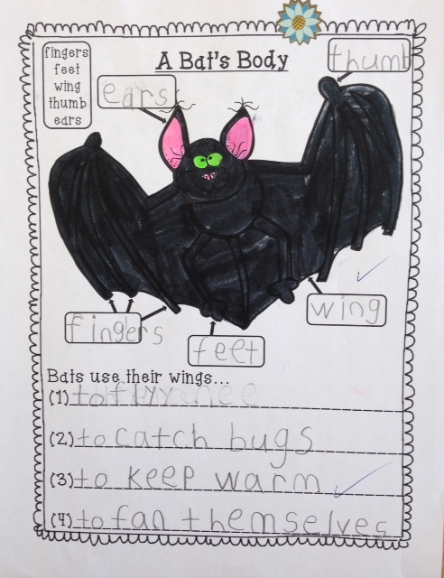 Learning about bats in Grade 1. Lots of pictures, ideas and links to inspire you!
